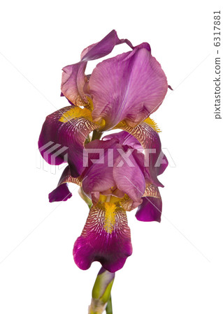 Iris flower Iris flower 6317881