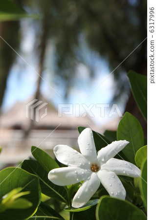 Tiire Tahiti 6317996