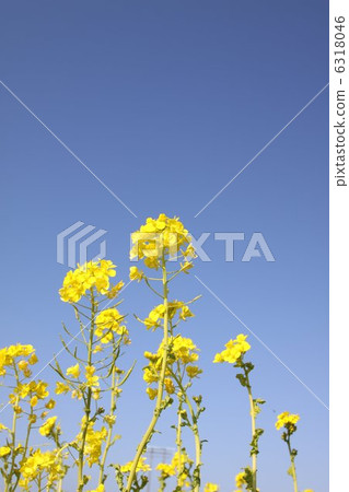Rape blossoms Rape blossoms 6318046