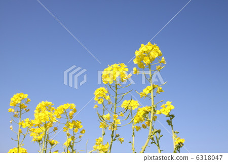 Rape blossoms Rape blossoms 6318047
