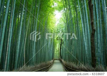 嵐山竹林 嵐山竹林 6318607