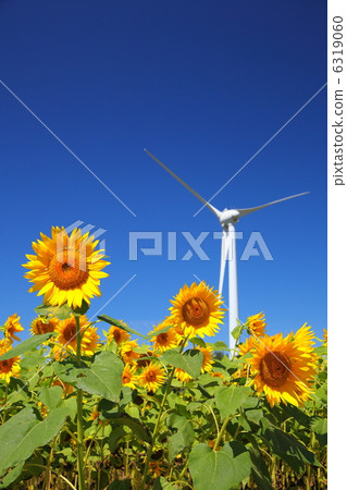 Sunflowers and windmills 6319060