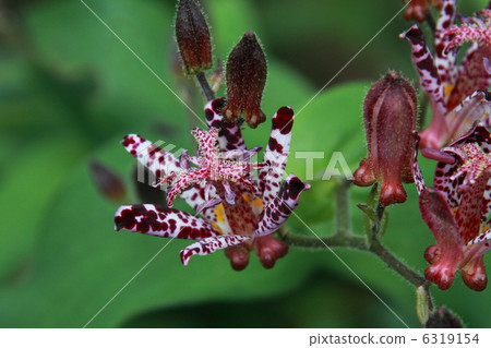 Hototogisu Hototogisu 6319154