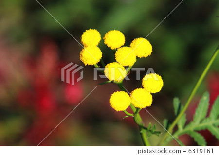 艾菊 艾菊 6319161
