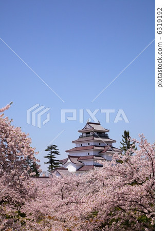 福島縣會津若松市敦賀市和櫻花 6319192