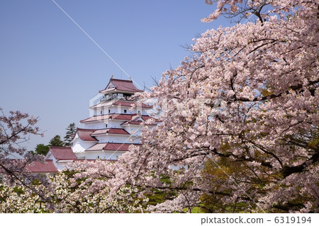 福島縣會津若松市敦賀市和櫻花 福島縣會津若松市敦賀市和櫻花 6319194
