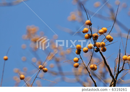 Fruit of tree - Mukuroji ~ 6319261