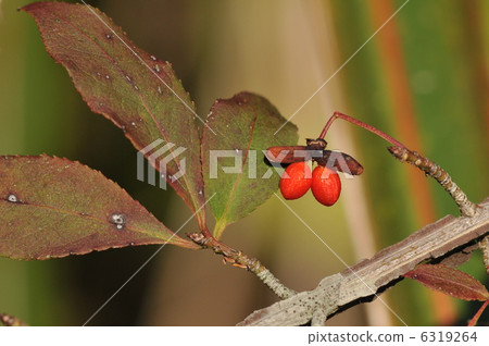 樹的果實〜棱彩〜 6319264