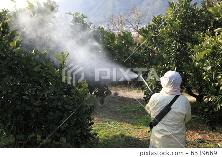 Pesticide spraying Pesticide spraying 6319669