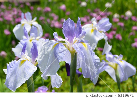 At iris garden At iris garden 6319671