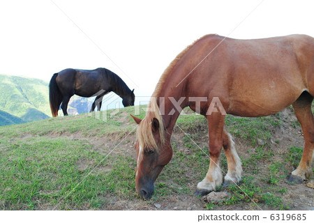 Oki horse and cow 6319685