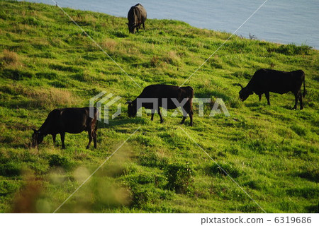 Oki's cow Oki's cow 6319686