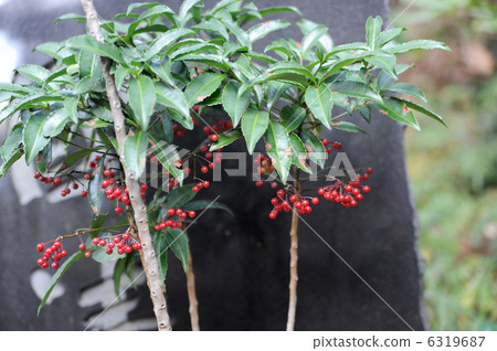 Manjou Manjou 6319687