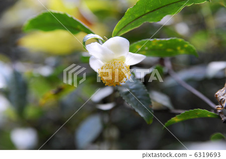 Tea flower 6319693