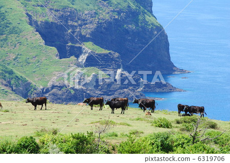 Oki's cow 6319706