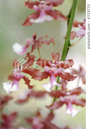 Onshijome · Sharry Baby 6319733