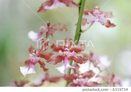 Onshijome · Sharry Baby 6319734