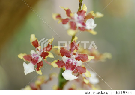 Onsijm·Splendidoum Onsijm·Splendidoum 6319735