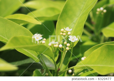 Soyogo花（雄花） 6320477