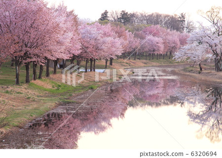The same cherry blossoms have different flower colors The same cherry blossoms have different flower colors 6320694