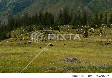 Alpine pasture Alpine pasture 6320793
