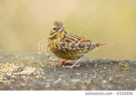 Aoda's meal Aoda's meal 6320898