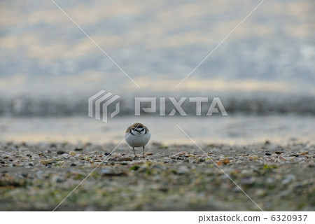 桑德林 桑德林 6320937