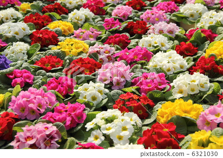 Primula Julian 6321030