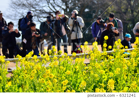在Azumayama公園強姦花朵 6321241