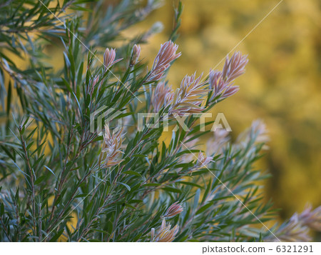Brassica black and yellow leaves 6321291