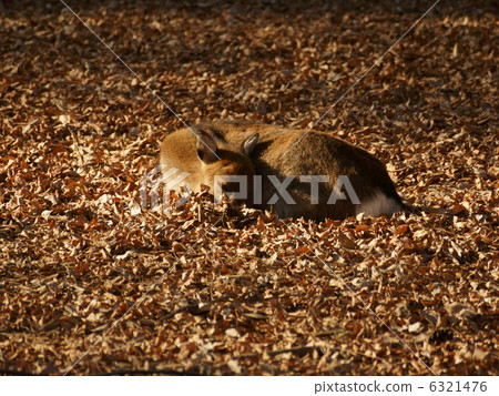 Yakushika Leaf leaf middle evening 6321476