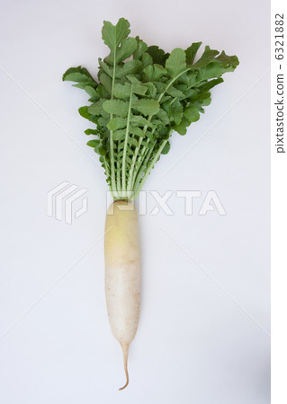 日本蘿蔔 6321882