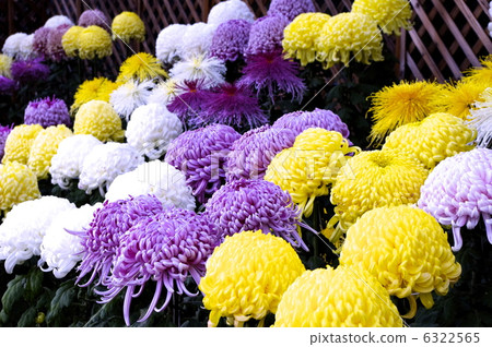 Chrysanthemum thick chrysanthemum of chrysanthemum exhibition 6322565