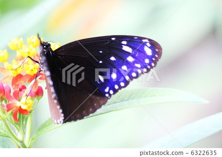 Tsumura Maki Madara 6322635