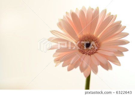 雛菊 6322643