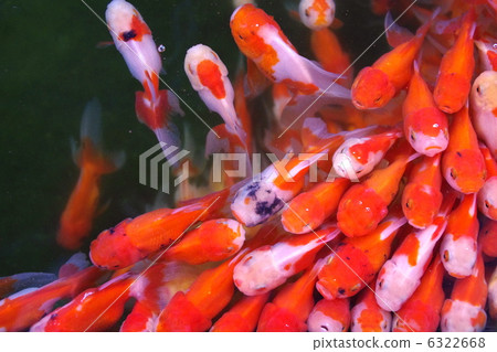 Goldfish tightly 6322668