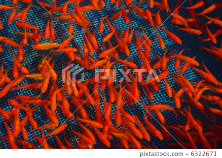 很多金魚 6322671