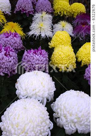 Chrysanthemum thick chrysanthemum of chrysanthemum exhibition 6322676