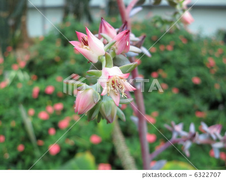 Ekebelia Ekebelia 6322707