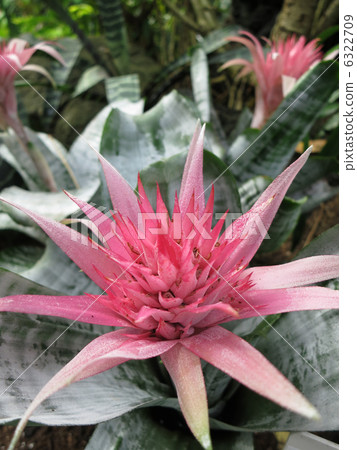 Ekmere Primera 6322709