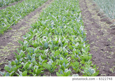 Spinach field 6322748