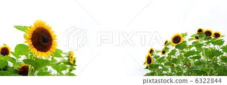 向日葵 向日葵 6322844