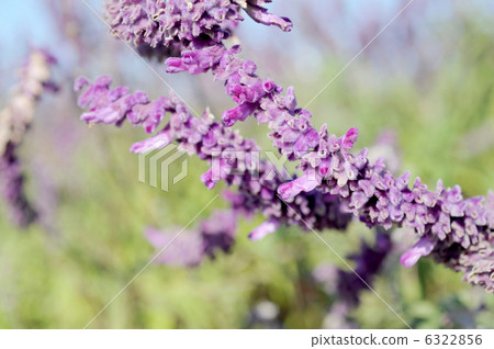 Amethyst Sage 6322856