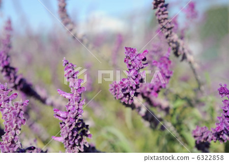 Amethyst Sage Amethyst Sage 6322858