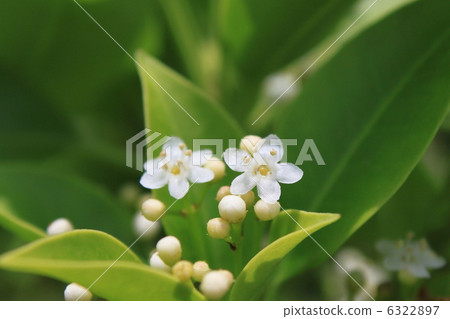 Soyogo flowers (male flowers) 6322897
