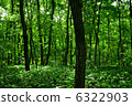 Woods	 6322903