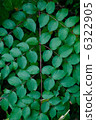 leaf  6322905