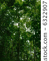 Looked up forest 6322907