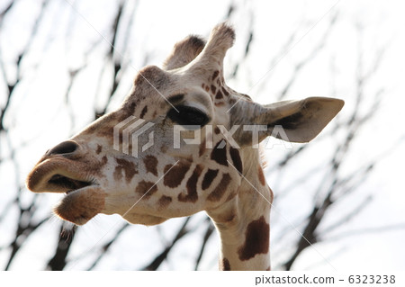 Giraffe 6323238