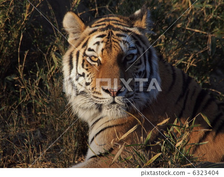 Eye light of tiger Eye light of tiger 6323404